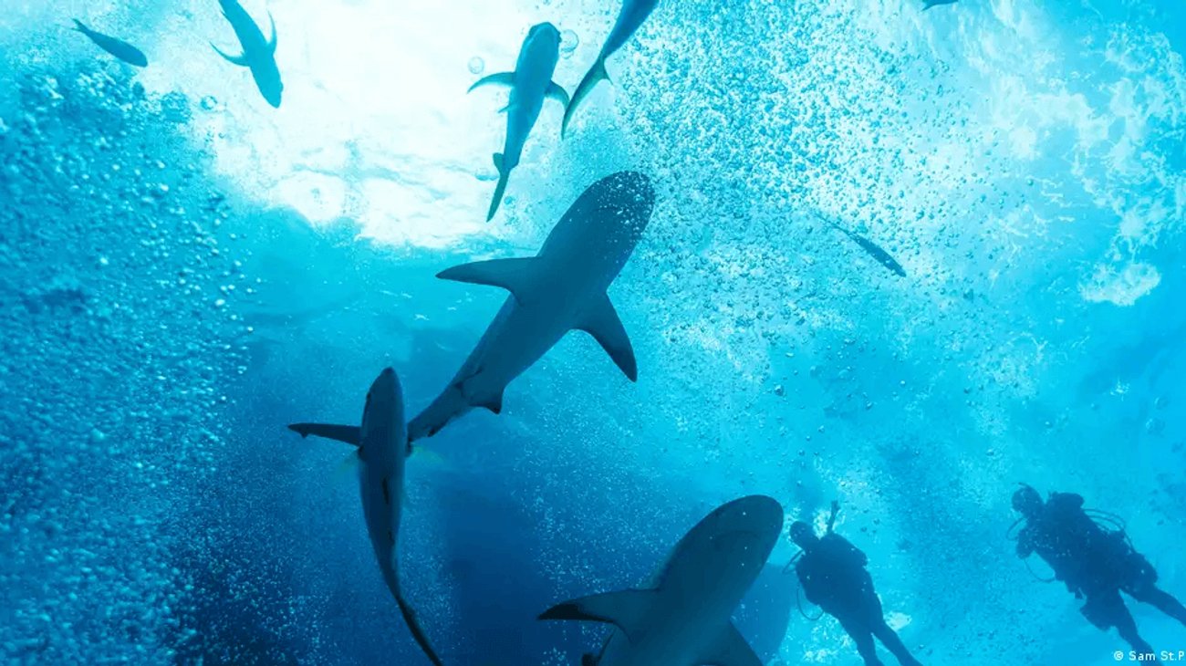 tiburones_d9bcf43054