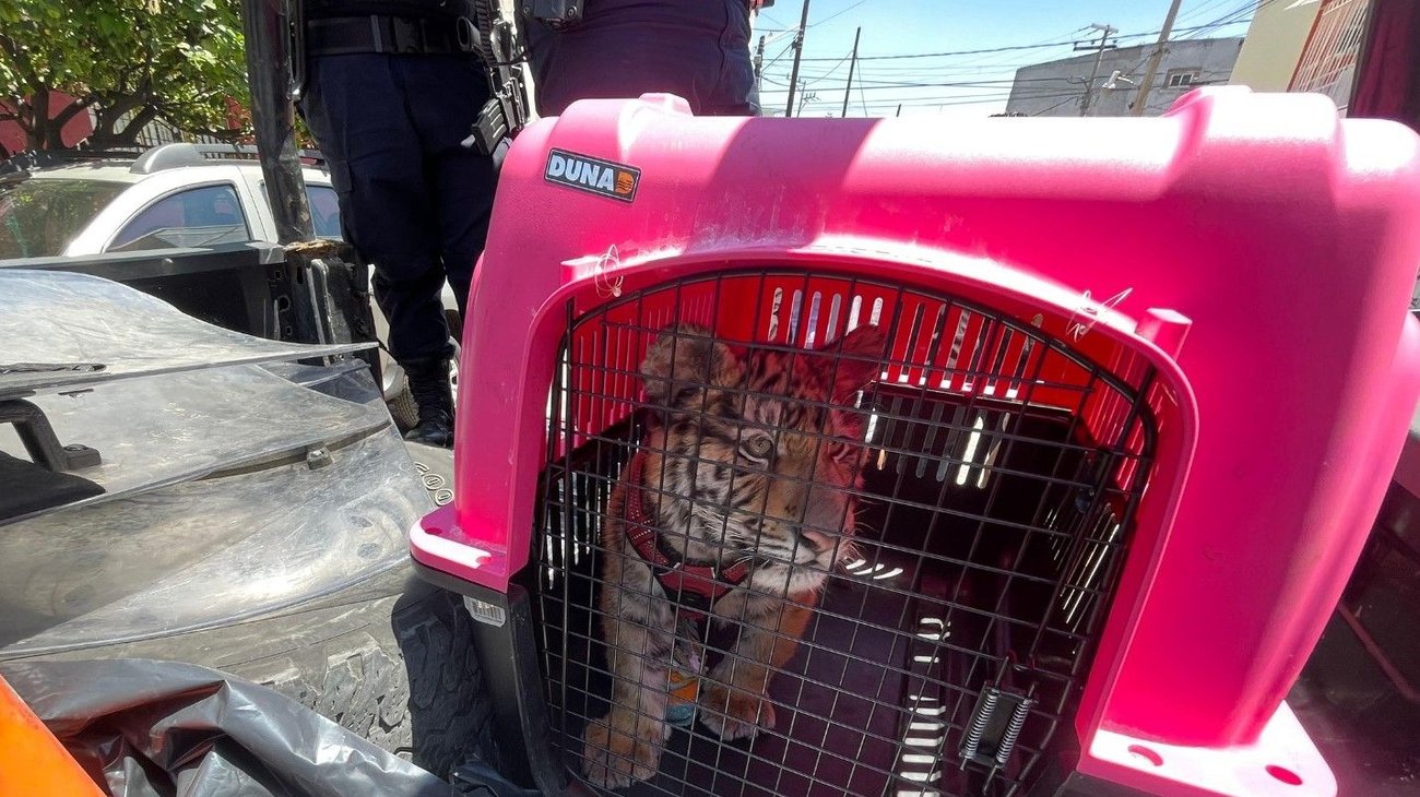 Rescatan a tigre de bengala de un patio en Ecatepec