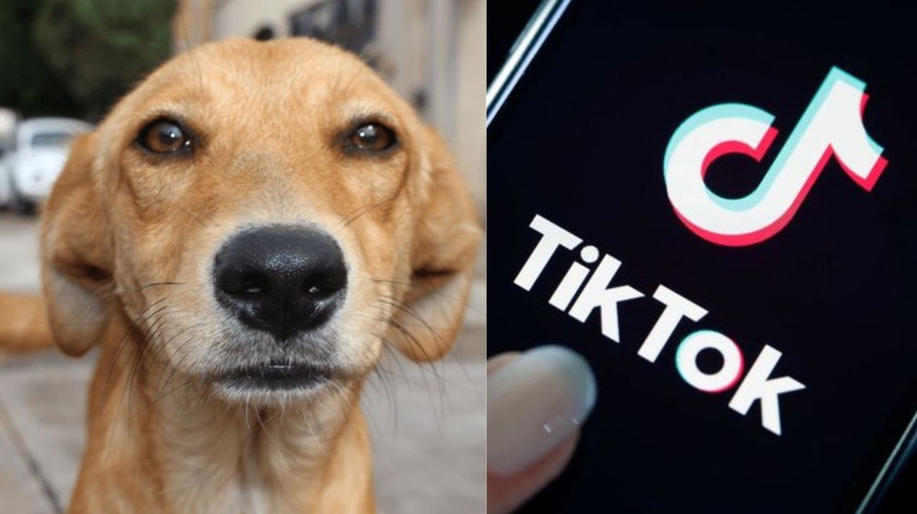 TikTok viraliza rescate a mascotas callejeras en México