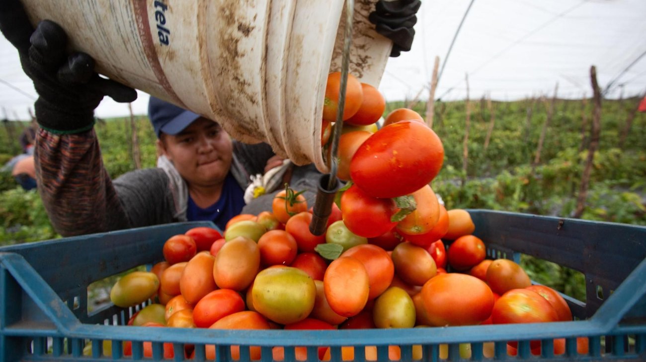 México pacta con privados acciones para frenar precio del tomate