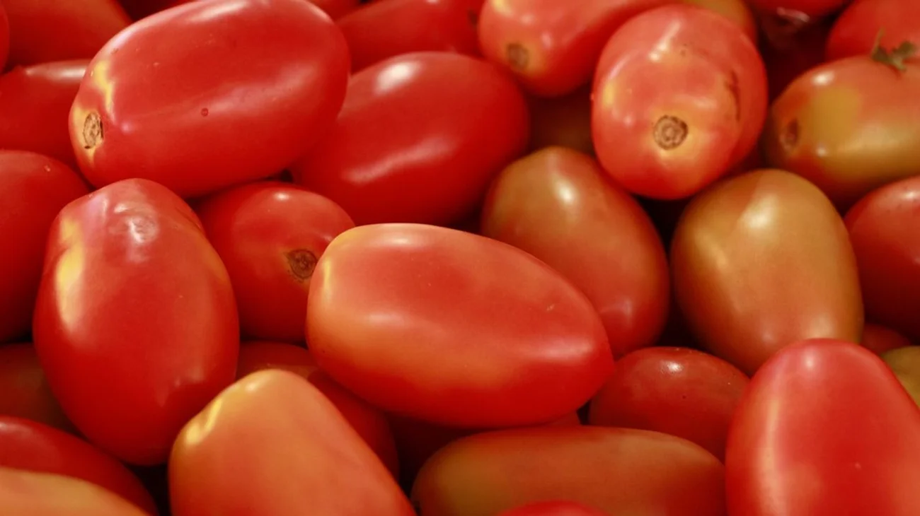 México seguirá exportando tomate; no hay 'sustituto': Sheinbaum