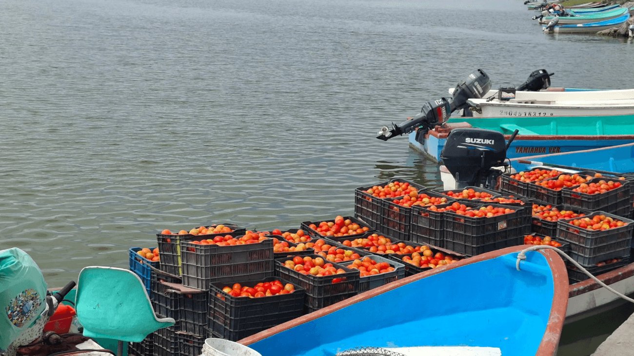 Tomate dispara ganancias en el campo del sur de Tamaulipas
