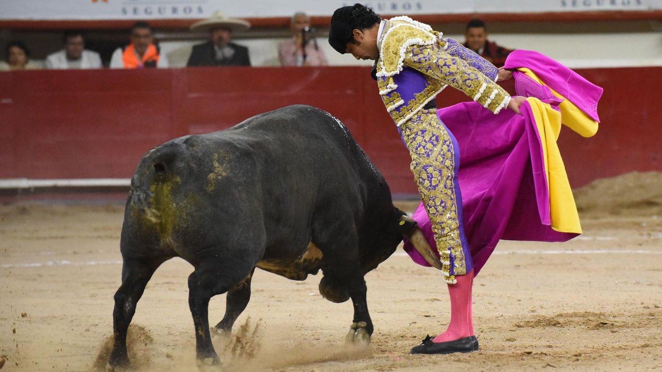 Senado aprueba ley animal, sin prohibir corridas de toros