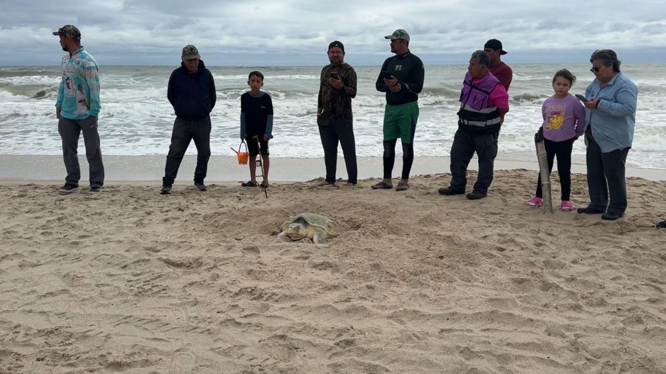 Aparece tortuga lora anidando en playa Barra del Tordo