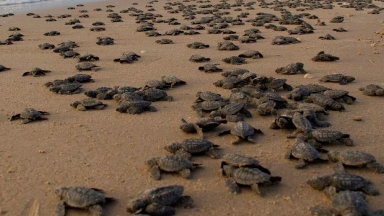 Pese a esfuerzos, tortuga lora sigue en peligro de extinción