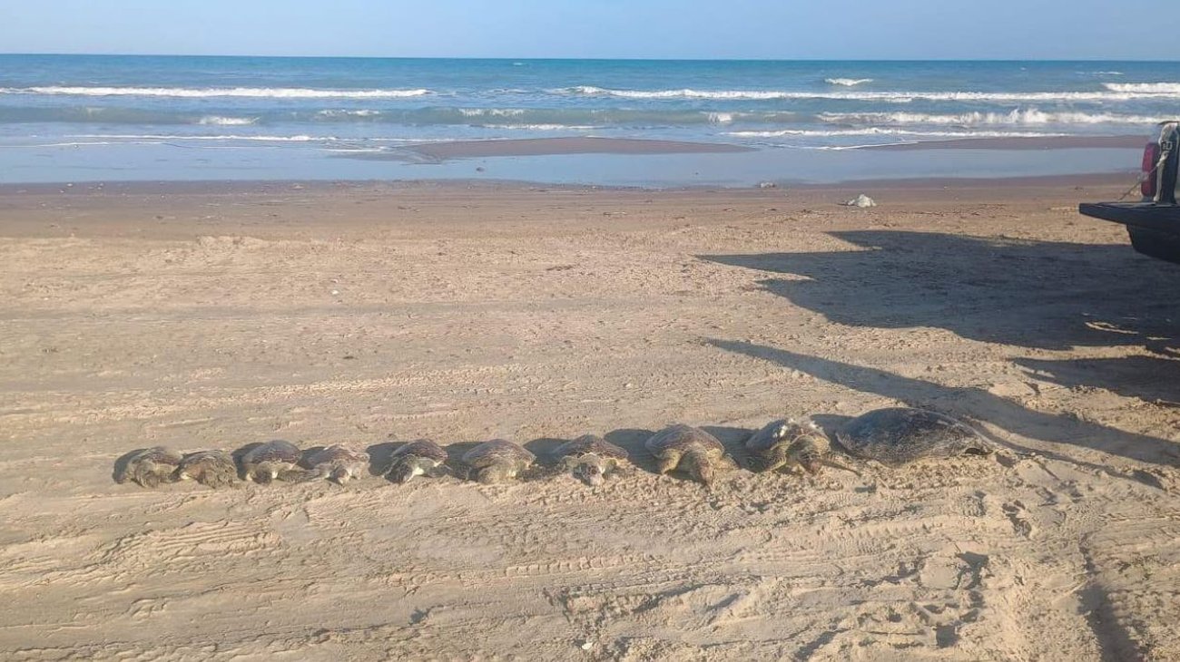 tortugas_mueren_playa_bagdad_7e3d4b55fa