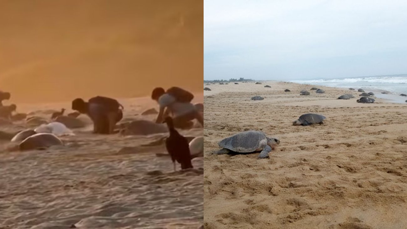 tortugas_oaxaca_6bd47d5036