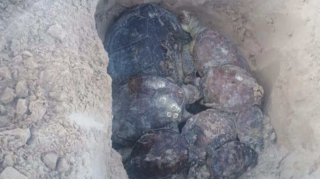 Alertan muerte de 12 tortugas por redes ilegales en Playa Bagdad