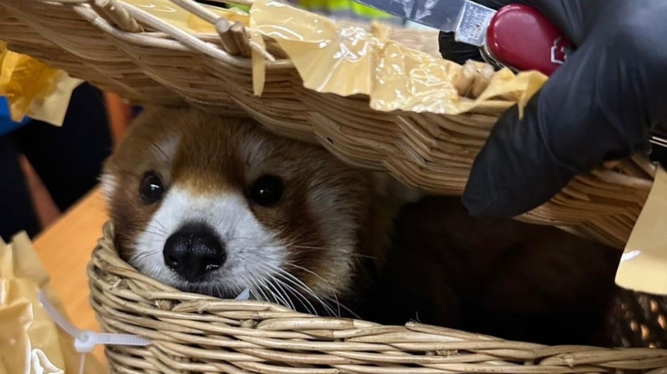 Detenidos por llevar un panda rojo en equipaje en Tailandia