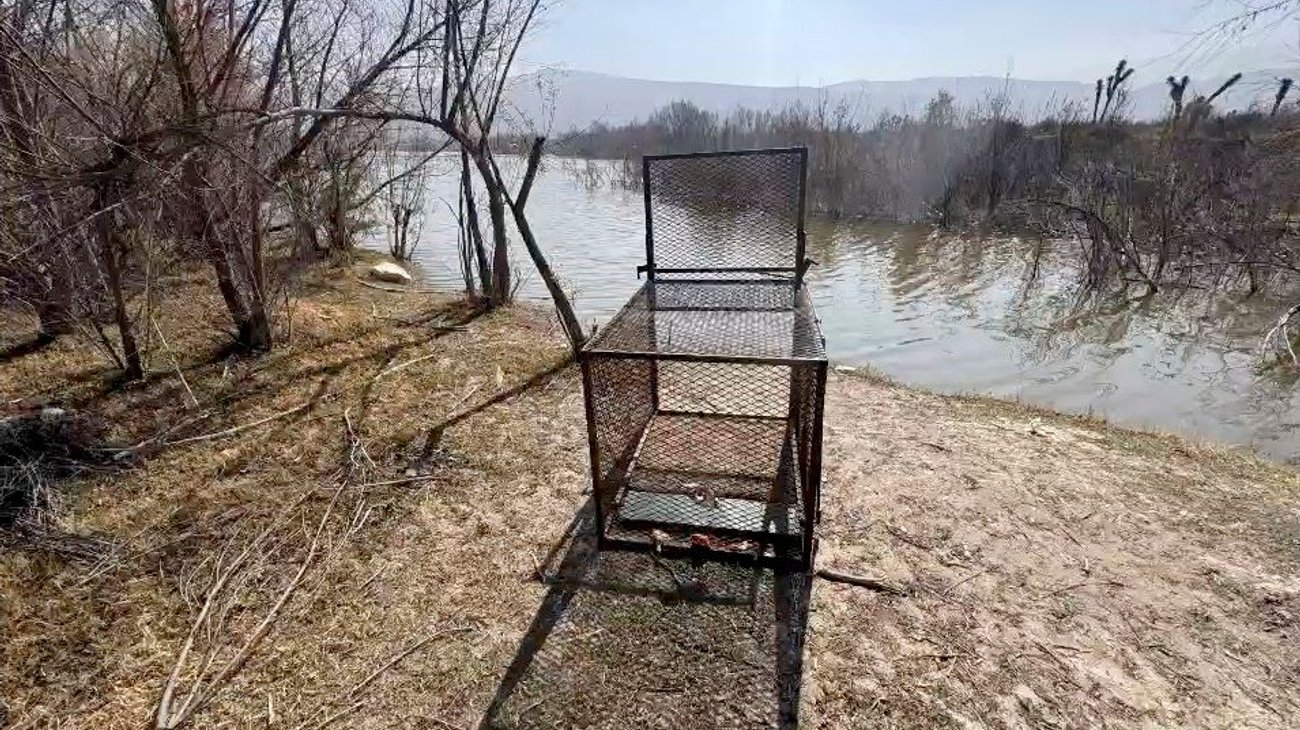 Instalan trampas para capturar cocodrilos en presa Palo Blanco