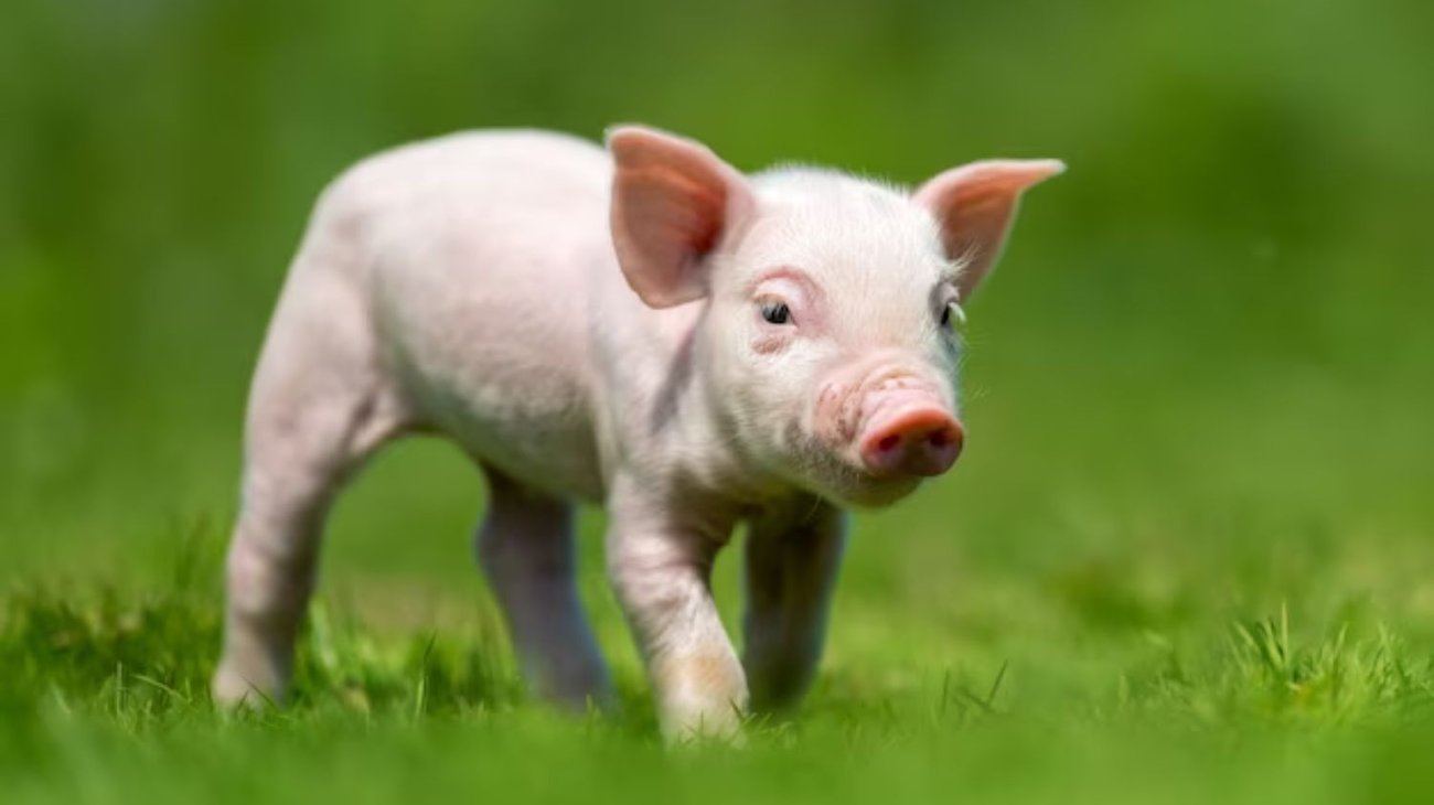 Planean primer trasplante de riñón de cerdo a un feto humano