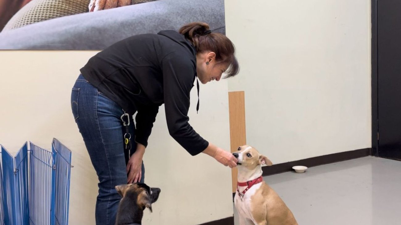 una_mascota_no_es_un_regalo_de_navidad_es_para_toda_la_vida_dd414f8758