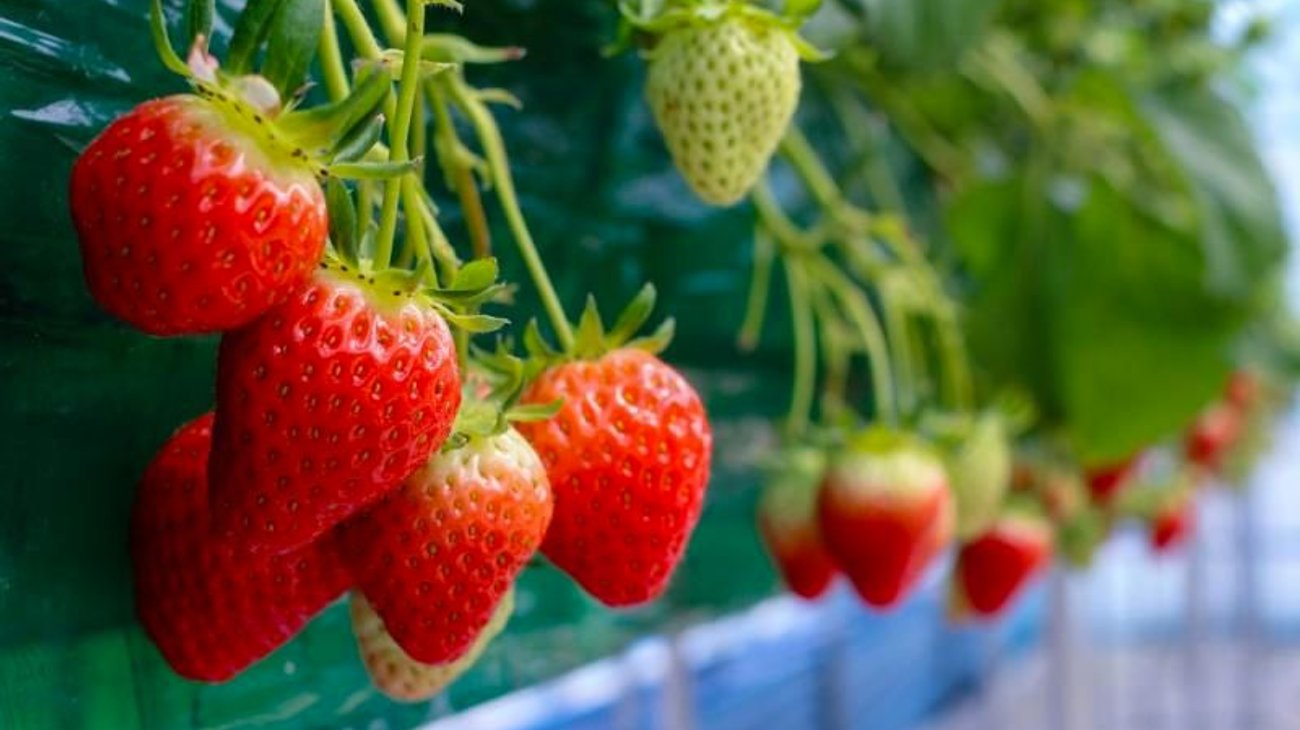 Exportación de alimentos alcanza cifra más alta en 31 años