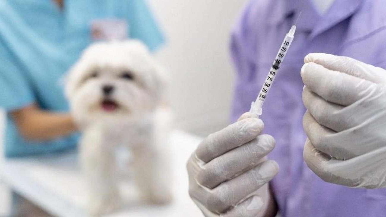 Anuncian campaña de vacunación contra la rabia en Tamaulipas