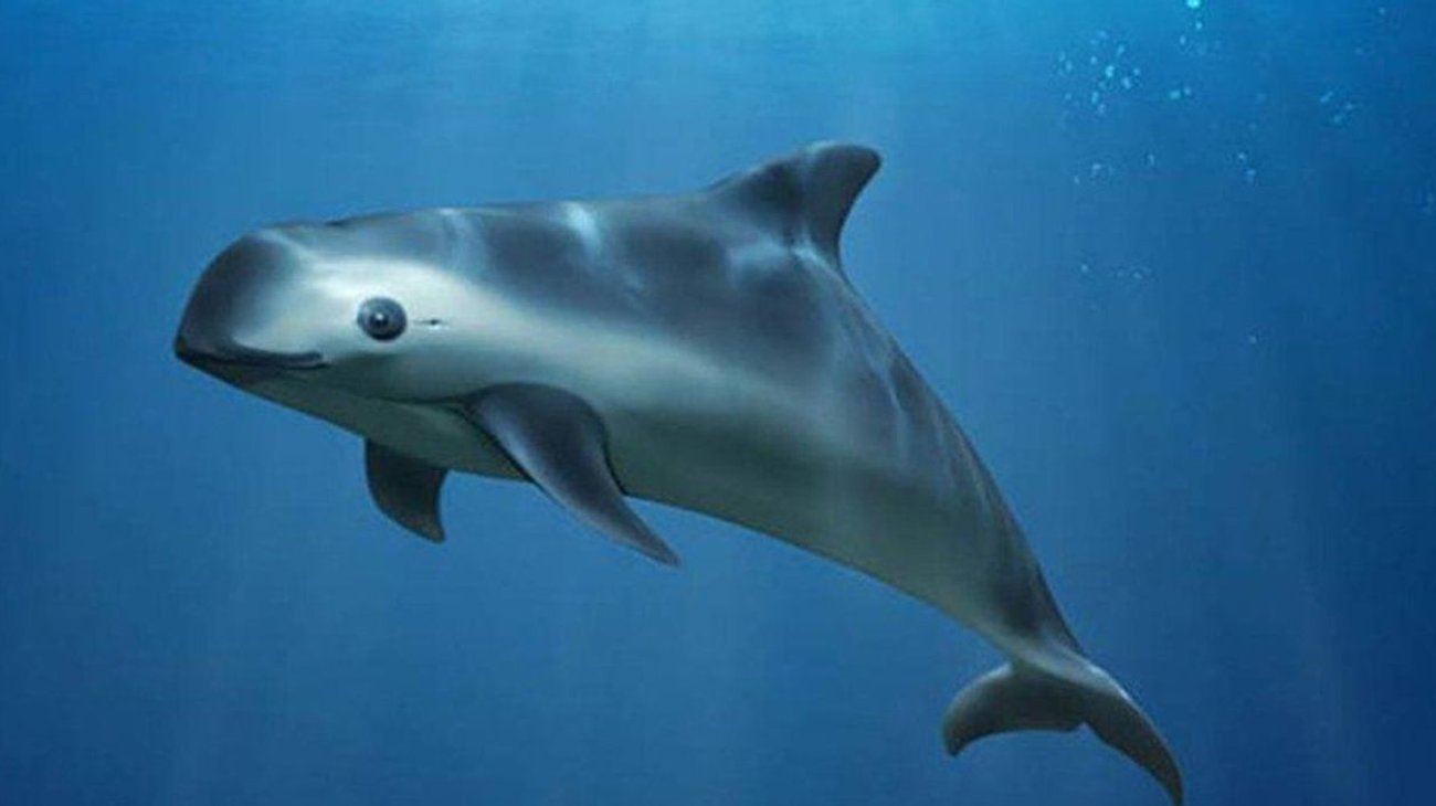 vaquita_marina_fdee9ee9a3