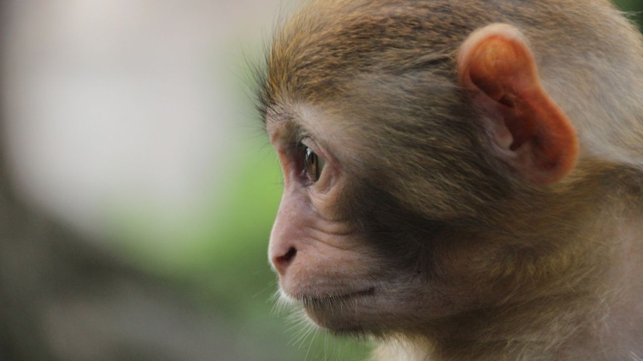 Variante de viruela del mono detectada en Congo