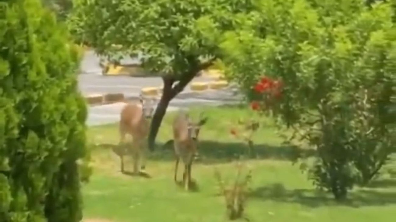 Captan venados paseando en Mederos al sur de Monterrey