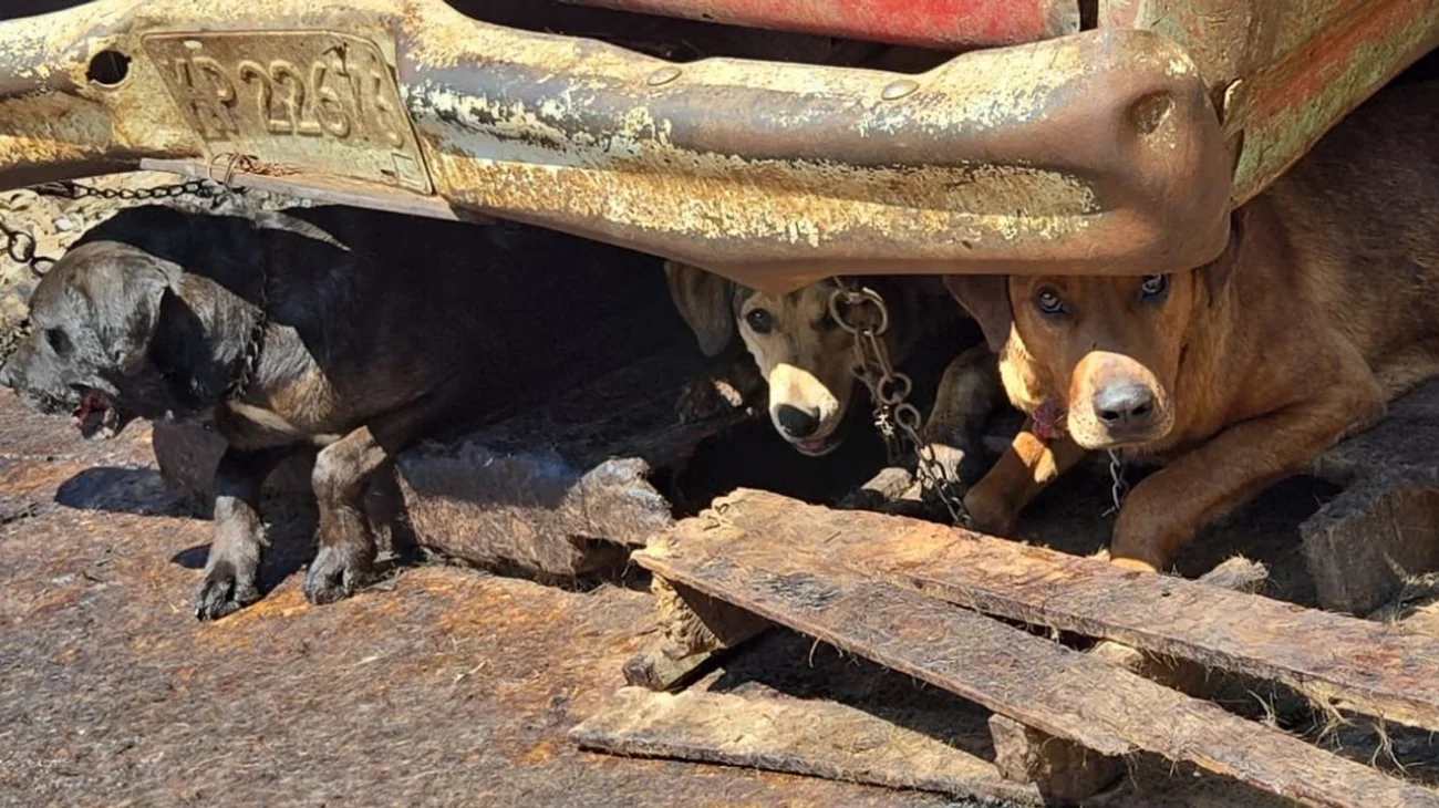 Detienen a carnicero que presuntamente vendía carne de perro