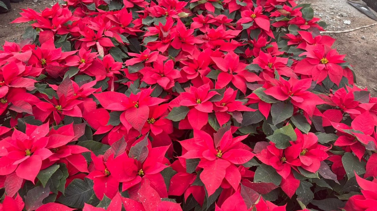 Registran viveros de Ramos Arizpe buenas ventas de Nochebuenas