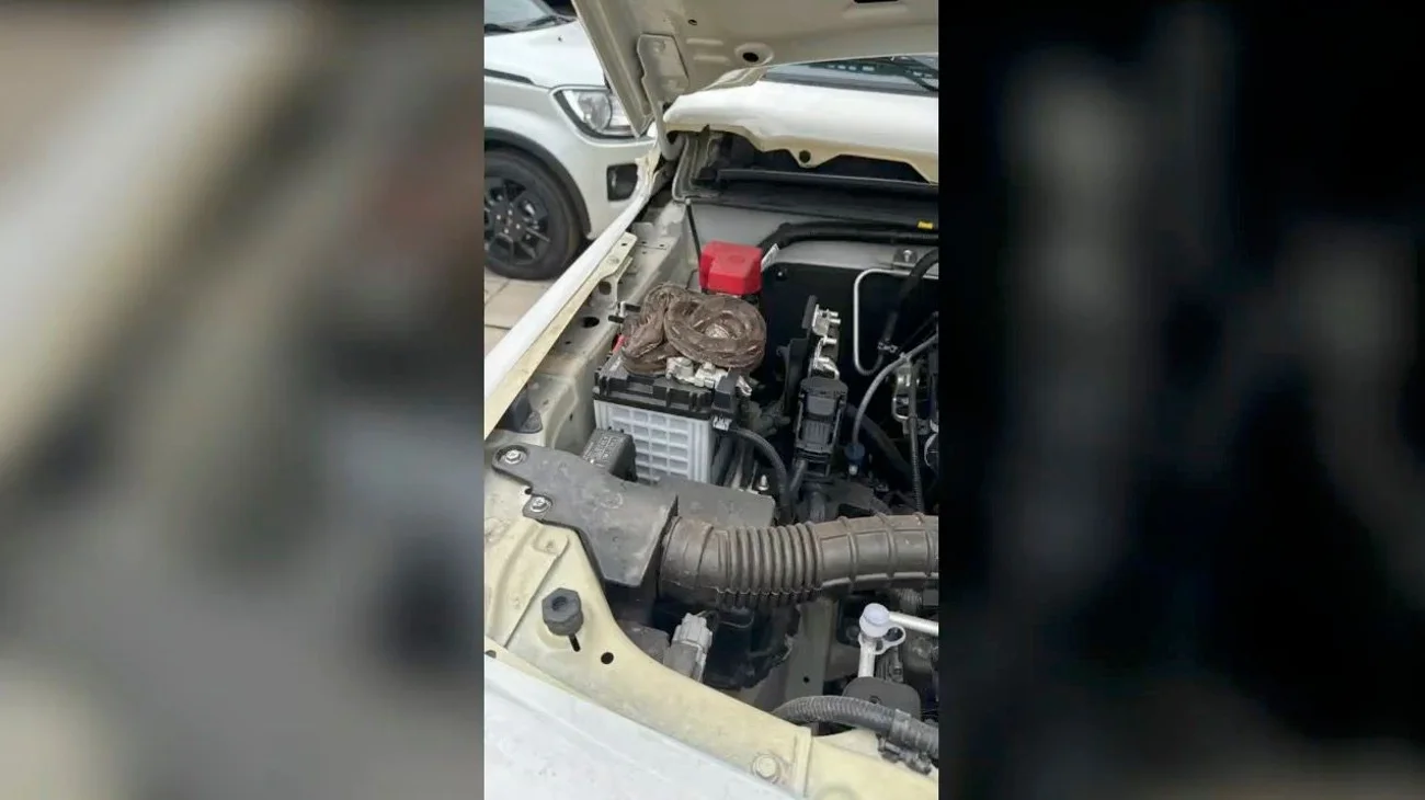 Capturan serpiente dentro de un vehículo en av. Gonzalitos