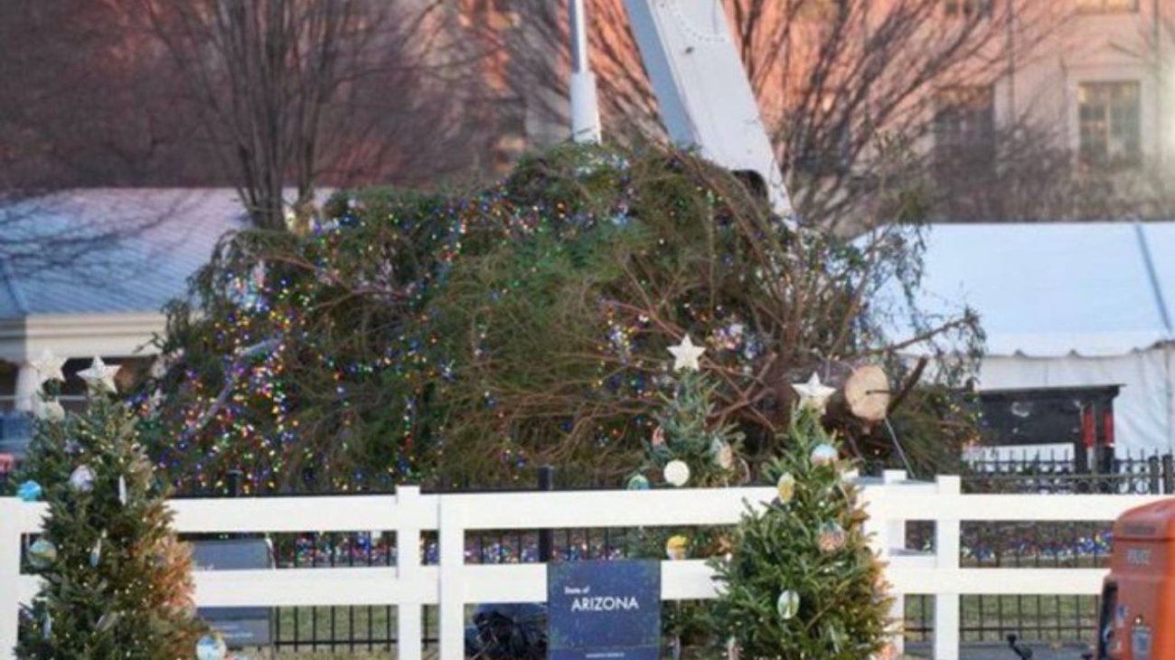 Fuerte viento derriba el árbol de Navidad de la Casa Blanca