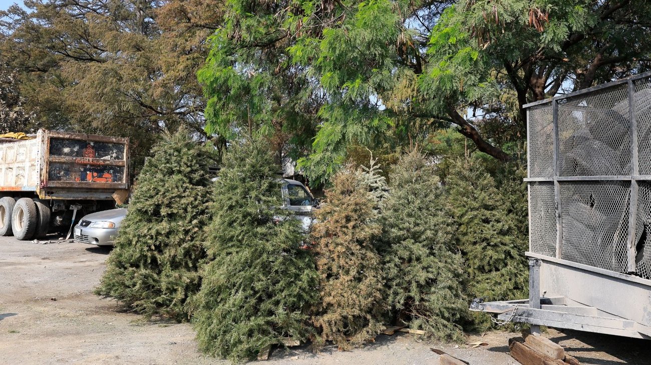 Habilita Guadalupe centros de acopio para pinos navideños