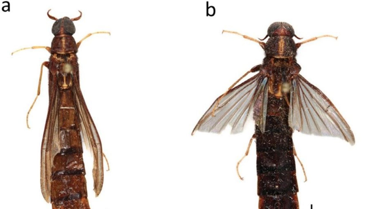 Hallan en Ecuador escarabajo que cultiva hongos