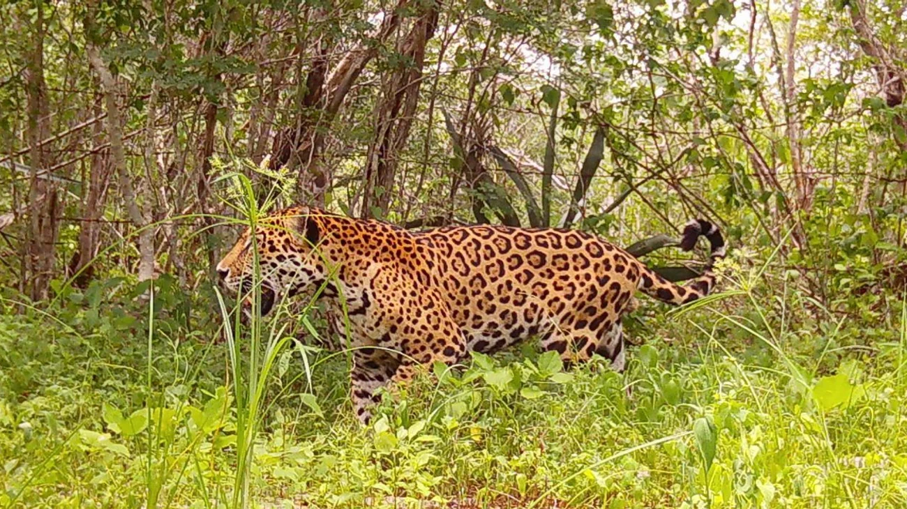Colabora IA para proteger una 'guardería de jaguares' en Yucatán