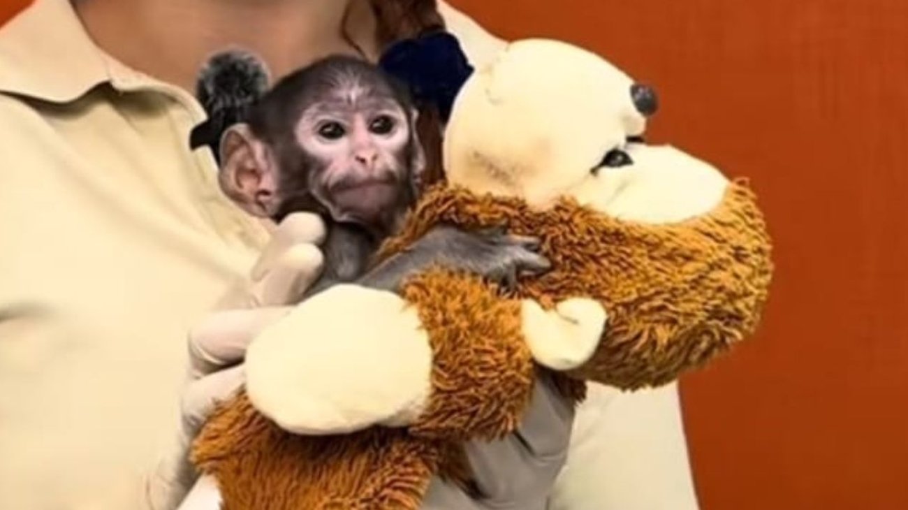 ¿'Punch' mexicano? Él es Yuji, mono patas nacido en Guadalajara