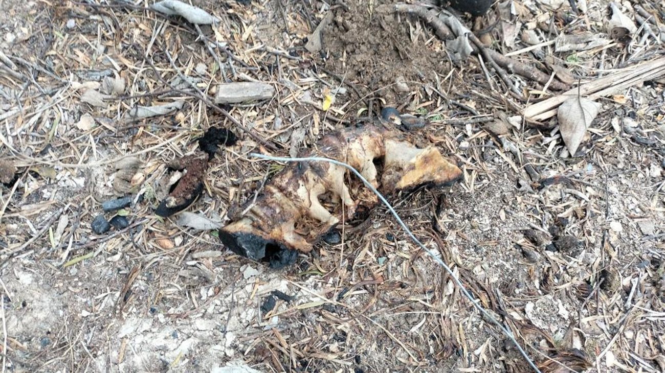 Confirma SSPT 8 cuerpos en 'campus de exterminio'