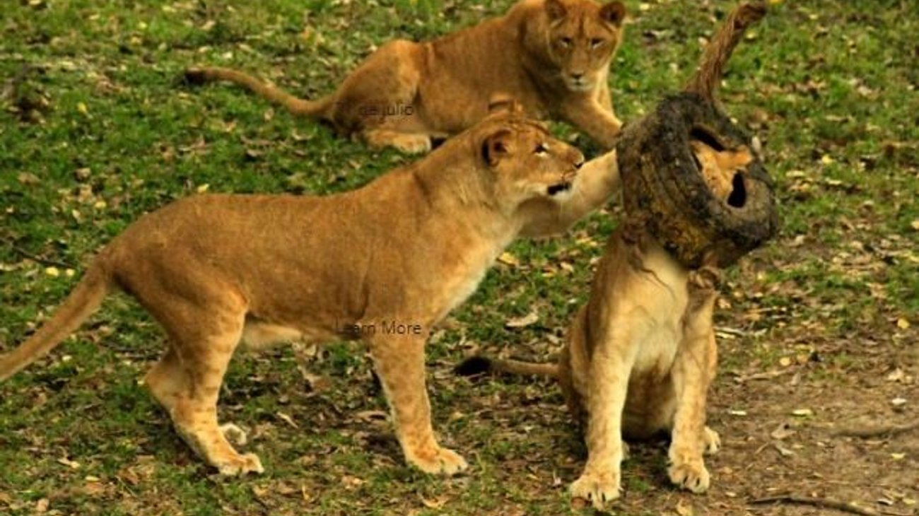 Zoológico de Tamatán tendrá intercambio de 45 especies 