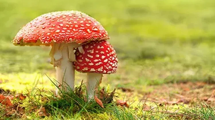 Mueren cuatro menores intoxicados por hongos silvestres
