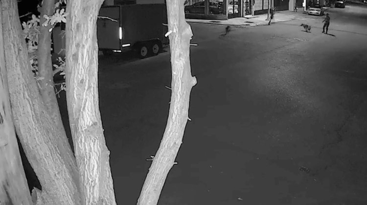 Captan presencia de pecaríes en Lagos del Bosque