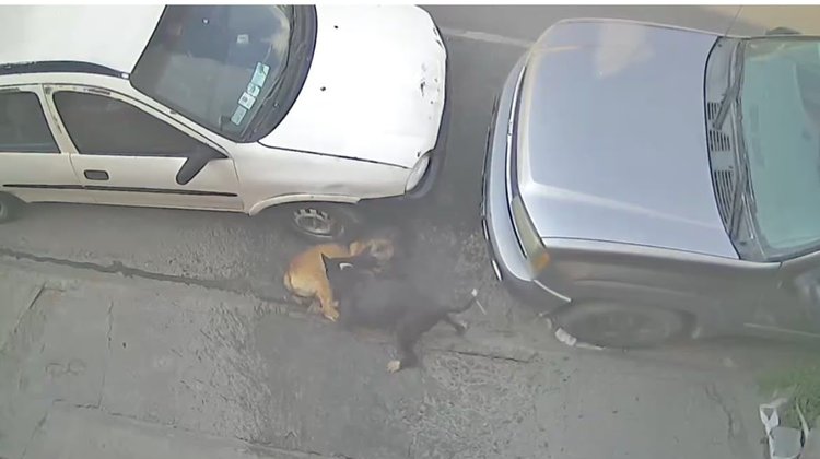 Desmienten muerte de perros tras ataque atribuido a pitbull