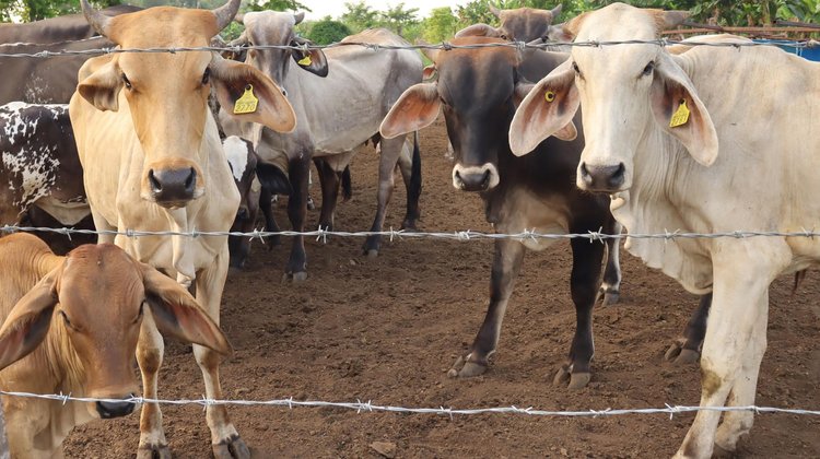 Confirman primer caso de gusano barrenador en Edomex