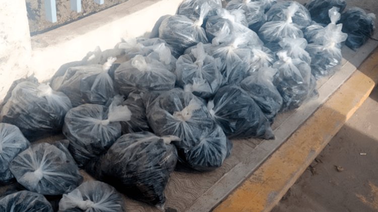 Aseguran 2 mil 994 pepinos de mar en carretera de Baja California