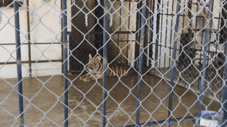 Aseguran tigres de Bengala sin registro legal en Mazatlán