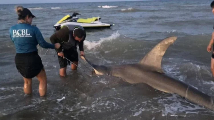 Capturan y liberan tiburón martillo en la Isla del Padre