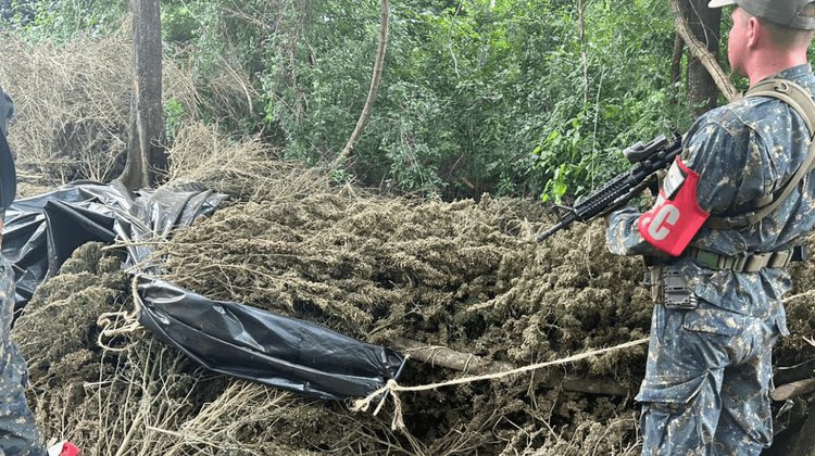 Decomisan casi 10 toneladas de marihuana en Paraguay