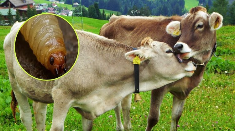 EH_CONTEXTO_2026_01_06_T133105_966_0cbba919fd