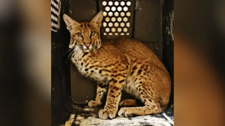Lince Rojo capturado en Victoria será liberado 