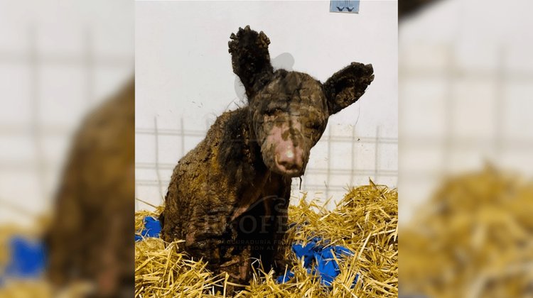 Osita 'Mina' muestra avances en rehabilitación; continúa grave