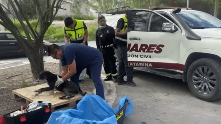 Rescata Santa Catarina a 38 animales en situación de abandono