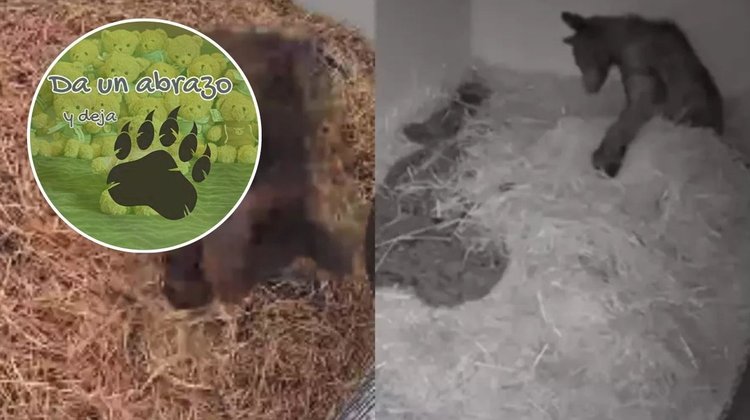 Venderá Invictus ositos de peluche para recaudar fondos para Mina