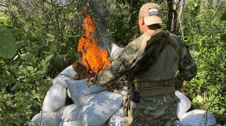 Incineran más de 11 toneladas de marihuana en Paraguay