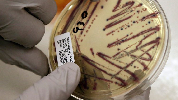 Vinculan brote de bacterias a germinados de alfalfa