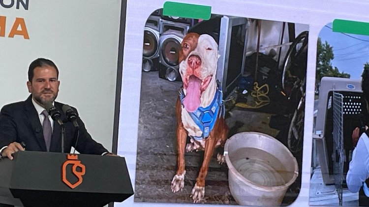 En el año 2025, abundaron los casos de maltrato animal