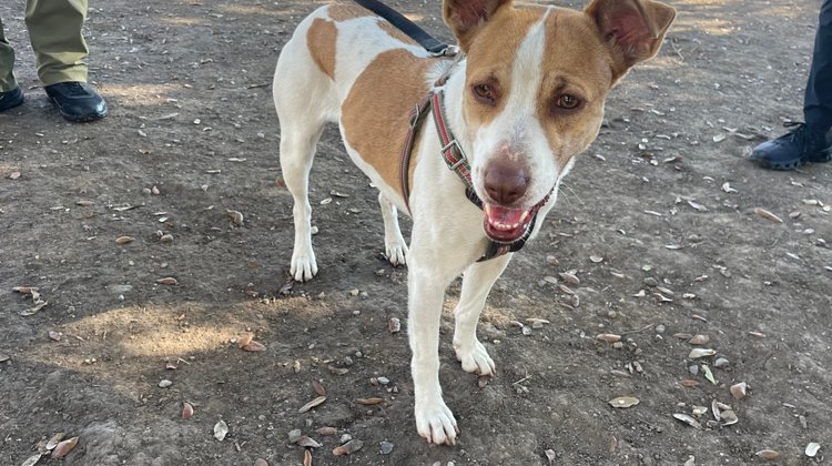 Entregan a 'La Manchas', la perrita maratonista, para su adopción