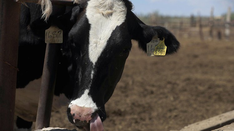 Senasica detecta primer caso de gusano barrenador en Michoacán