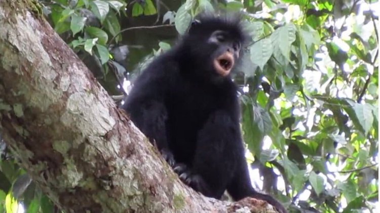 Descubren a 'Likweli' nueva especie de mono en el Congo